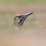 Green woodpeckers